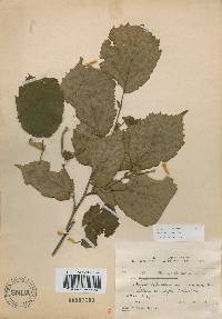 Corylus sieboldiana image