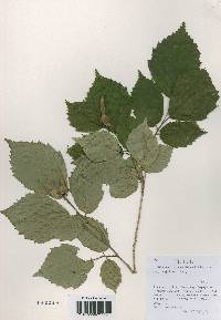 Corylus sieboldiana image