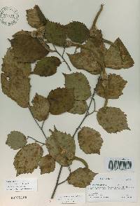 Corylus sieboldiana image