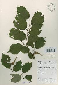 Corylus sieboldiana image