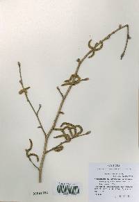 Corylus sieboldiana image