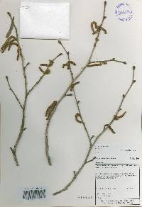 Corylus sieboldiana image