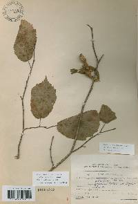 Corylus sieboldiana image