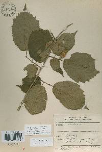 Corylus sieboldiana image