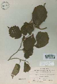 Corylus sieboldiana image
