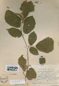 Corylus sieboldiana image