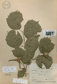 Corylus sieboldiana image