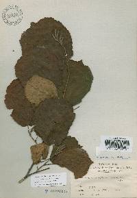 Corylus sieboldiana image