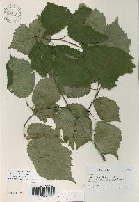 Corylus sieboldiana image