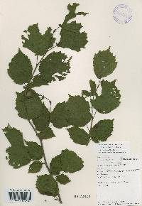 Corylus sieboldiana image