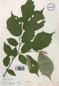 Corylus sieboldiana image