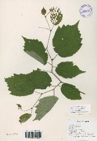 Corylus sieboldiana image