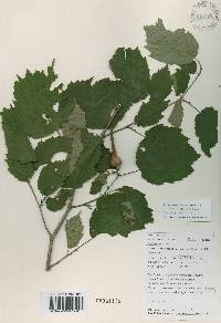 Corylus sieboldiana image