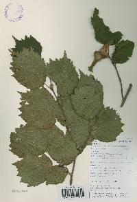 Corylus sieboldiana image