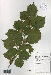 Corylus sieboldiana image