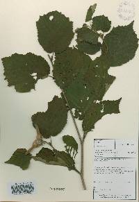 Corylus sieboldiana image