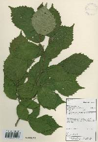 Corylus sieboldiana image