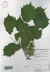 Corylus sieboldiana image