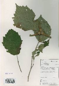 Corylus sieboldiana image