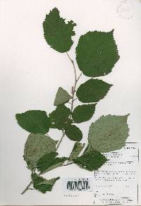 Corylus sieboldiana image