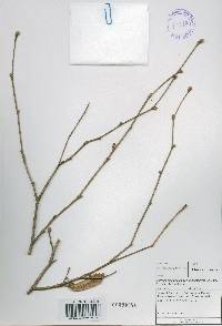 Corylus sieboldiana image