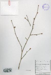 Corylus sieboldiana image