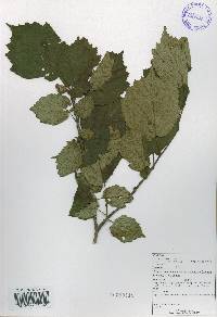 Corylus sieboldiana image
