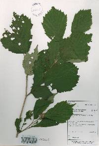 Corylus sieboldiana image