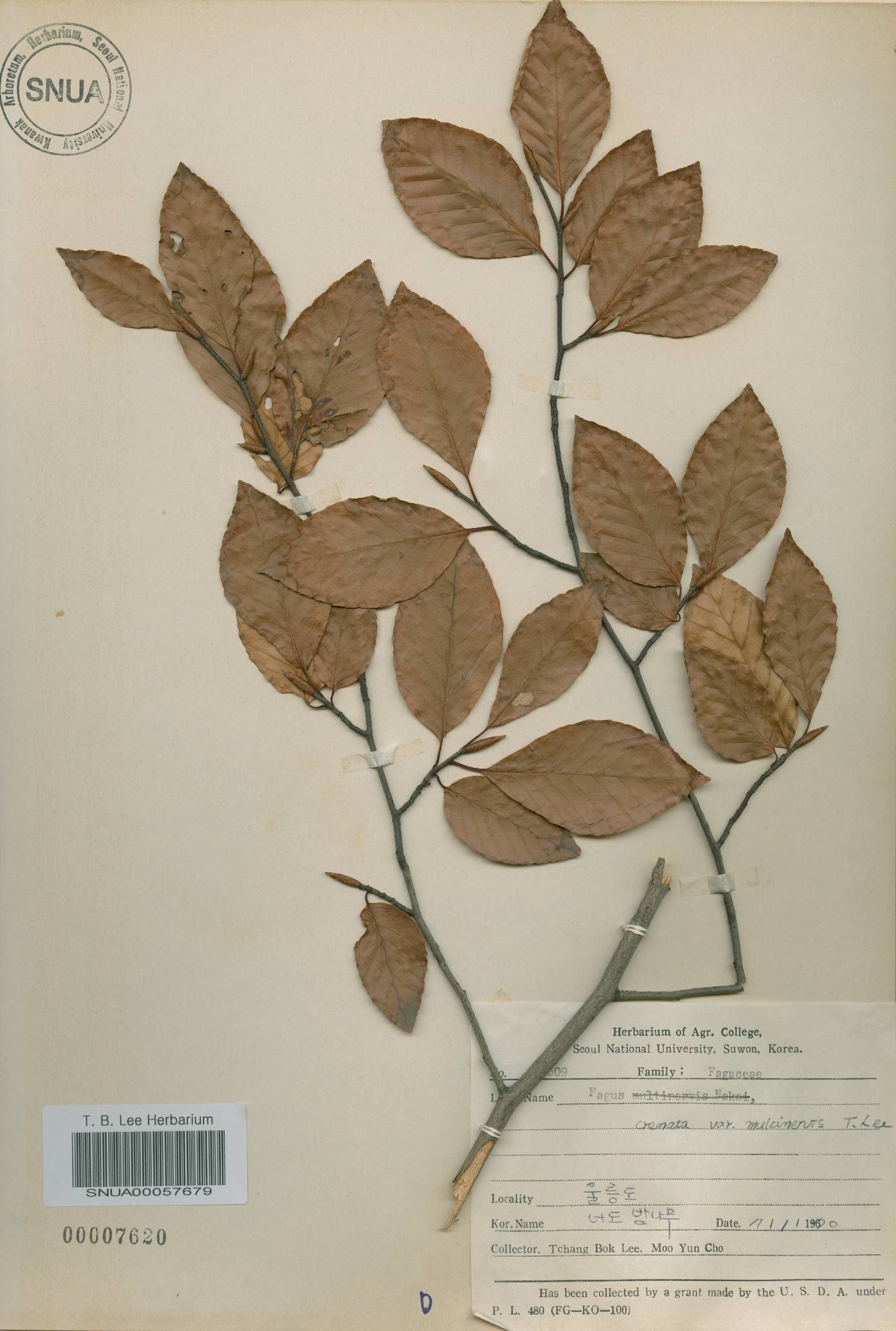 Fagus image