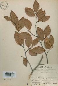 Fagus engleriana image