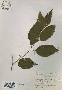 Ostrya japonica image