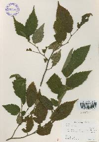 Ostrya japonica image