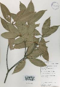 Quercus acuta image
