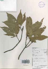 Quercus acuta image