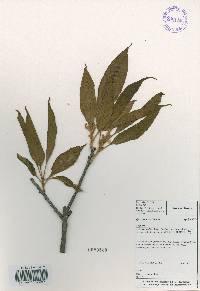 Quercus acuta image