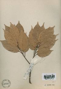 Quercus acuta image