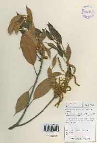Quercus acuta image