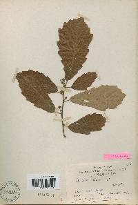 Quercus aliena image