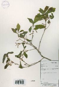 Quercus aliena image