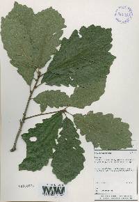 Quercus aliena image