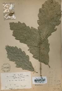 Quercus aliena image