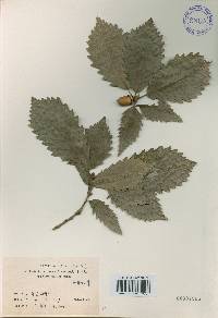 Quercus aliena image