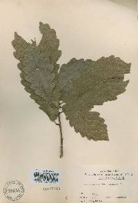 Quercus aliena image