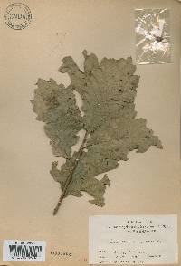 Quercus aliena image