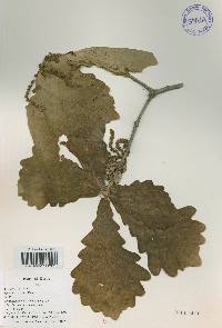 Quercus dentata image