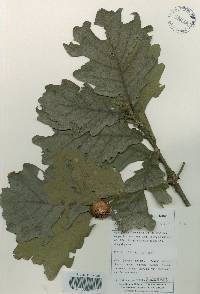 Quercus dentata image