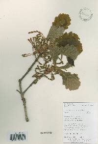 Quercus dentata image