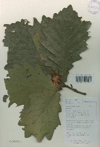 Quercus dentata image