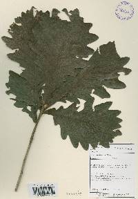 Quercus dentata image