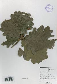 Quercus dentata image